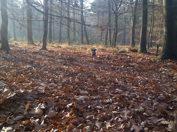 lekker rennen in het bos!!