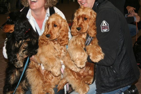 Engelse Cocker Spaniel