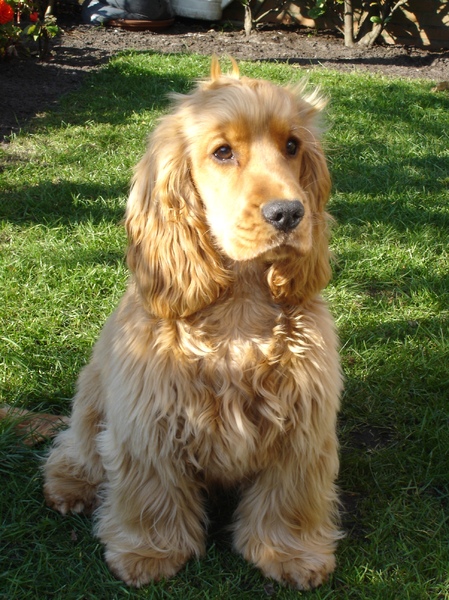 Engelse Cocker Spaniel