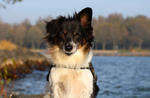 achtergrond herfstweer, bijna kale bomen met Andor op de voorgrond :D