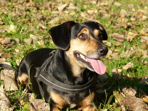 Tacsi in de blaadjes