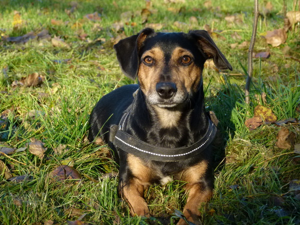 Tacsi in de blaadjes