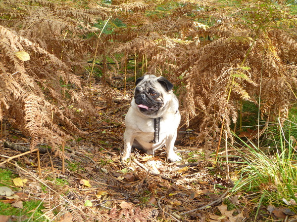 Boomer tussen de bladeren