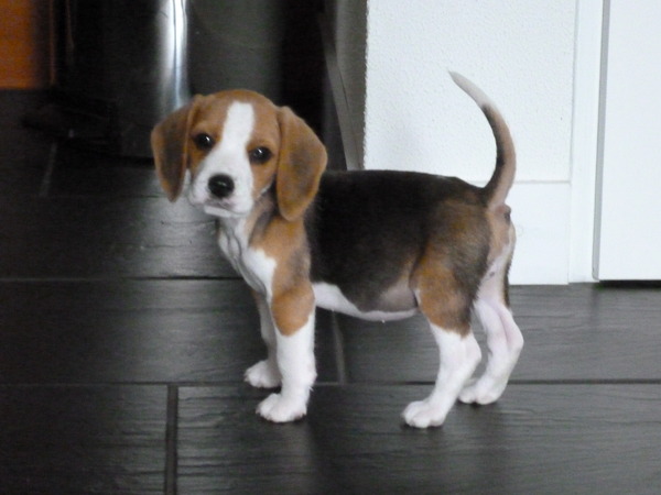 Beagle