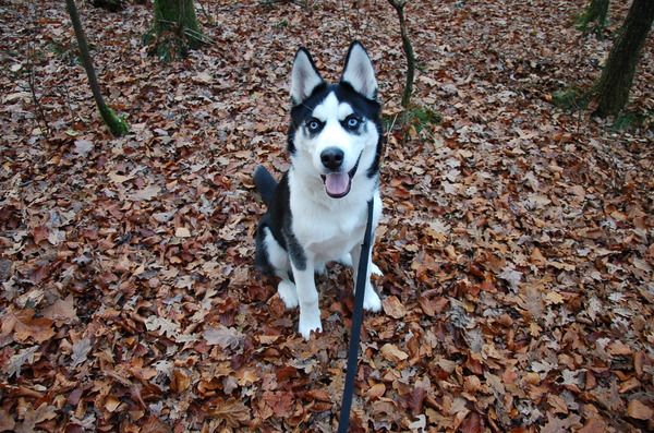 Heerlijk, de herfst!