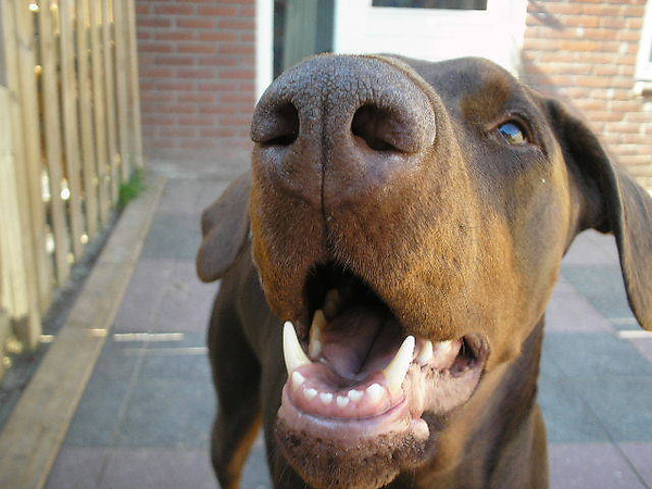 Dobermann