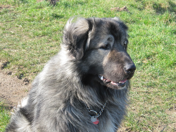 Kaukasische Owcharka