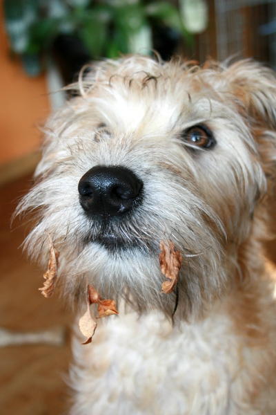 Baardextensions aangepast aan het seizoen