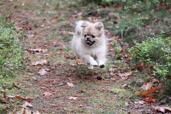 rennen door de knisperende bladeren