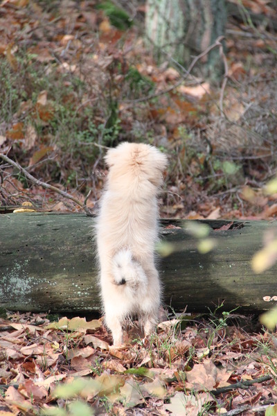 wat zie ik daar in het grote bos