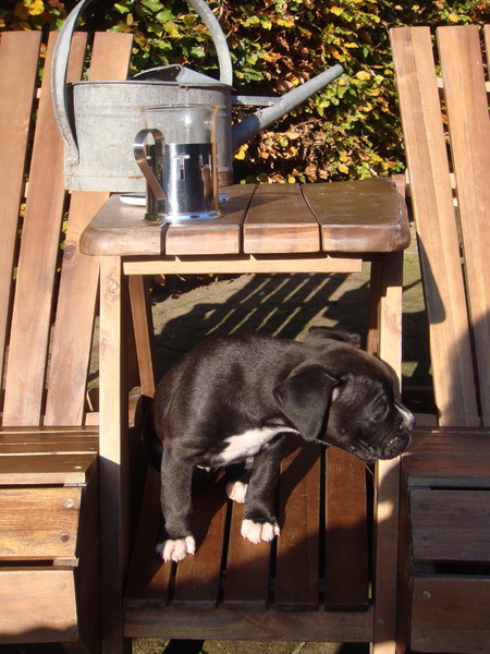 luna (labox) 10 weken jong