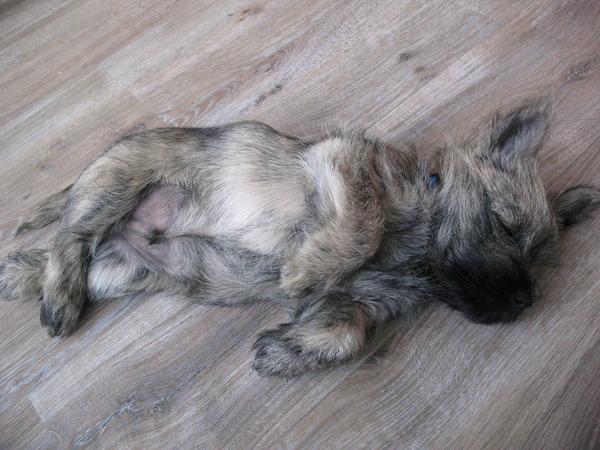 Cairn Terrier