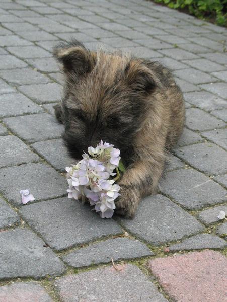 Cairn Terrier