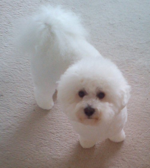 Bichon Frise
