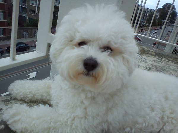 Bichon Frise