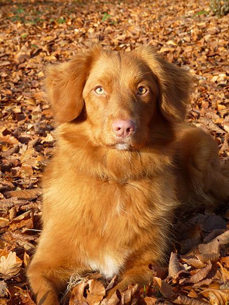 Jayla , 1 en al herfst