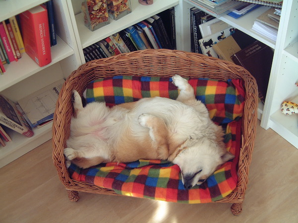 Welsh Corgi Pembroke