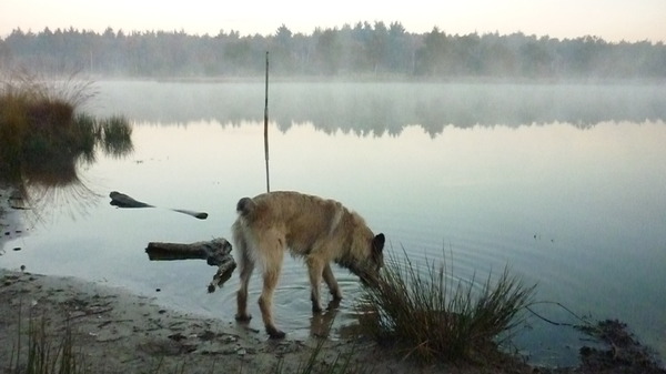 Van rennen wandelen in de ochtend krijg je dorst