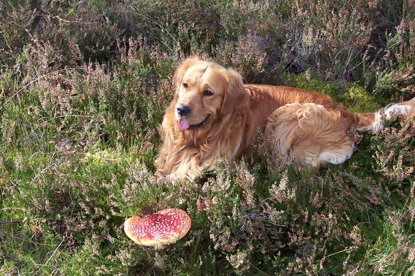 VOOR ALTIJD IN MIJN HART