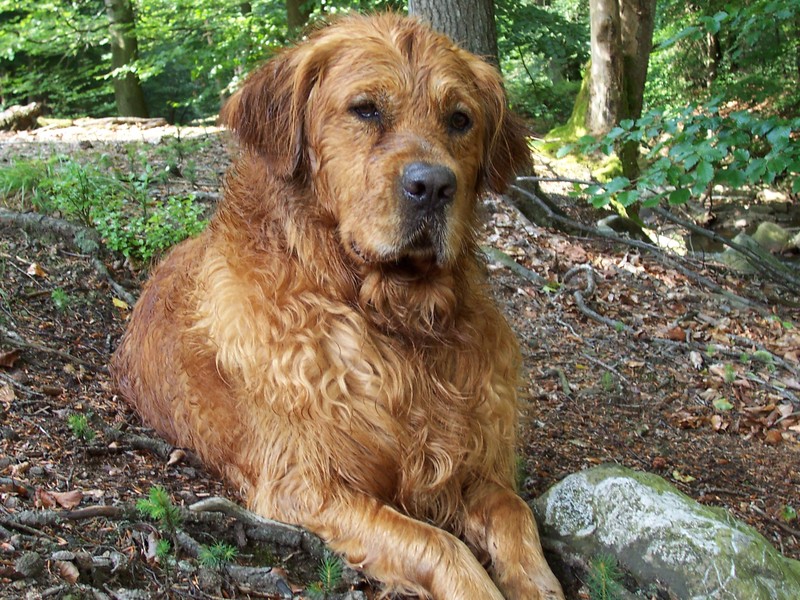 Herfstsfeer in Monschau met Boris