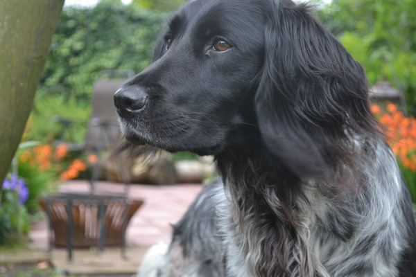 Münsterlander, Grote