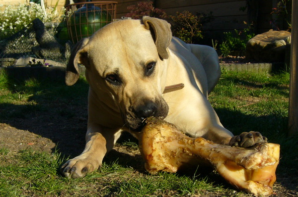 Dogo Canario
