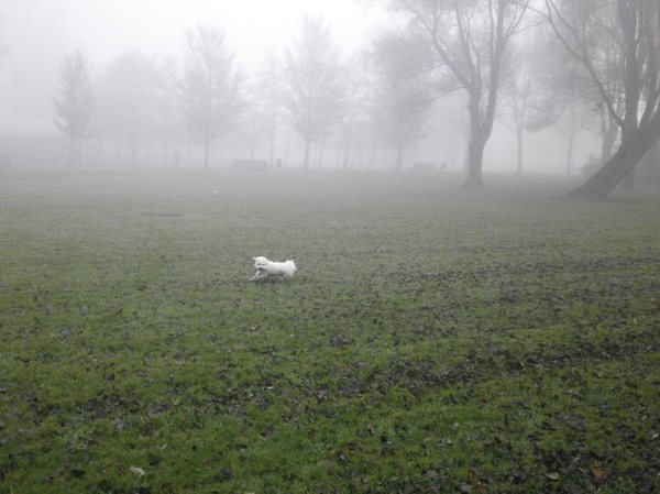 Morgens vroeg in de Mist