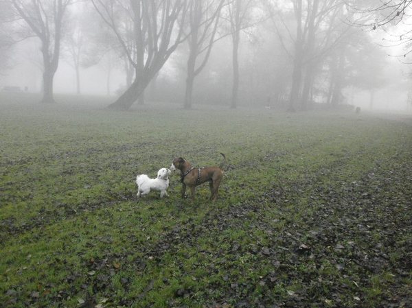 House ontmoet een maatje in de Herfst Mist