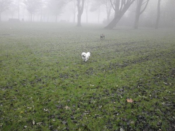 House is in zijn nopjes