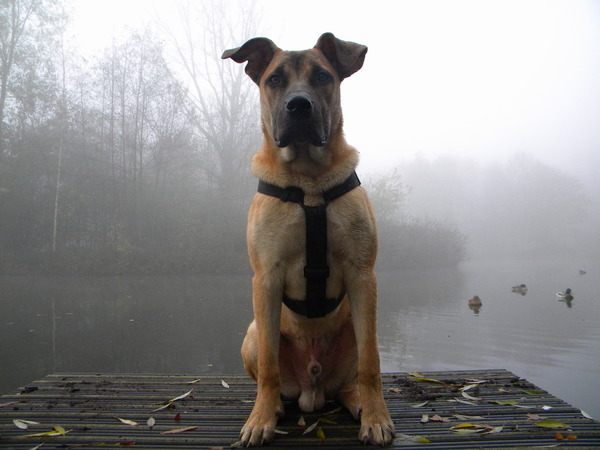 Dog in the Fog