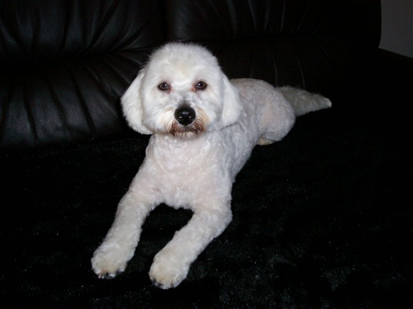 Bichon Frise