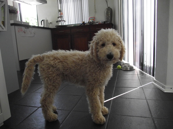 Labradoodle
