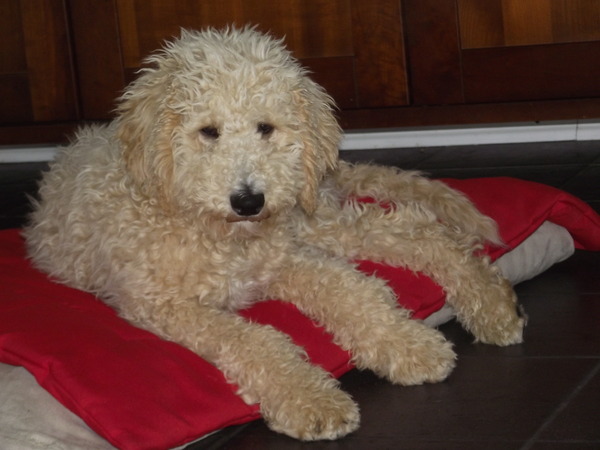 Labradoodle