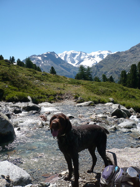 Duitse Staande Hond, Draadhaar