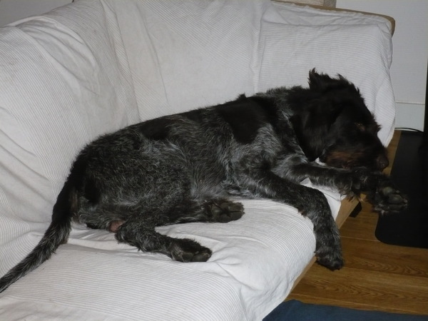 Duitse Staande Hond, Draadhaar