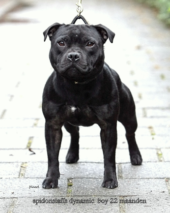 Staffordshire Bull Terrier