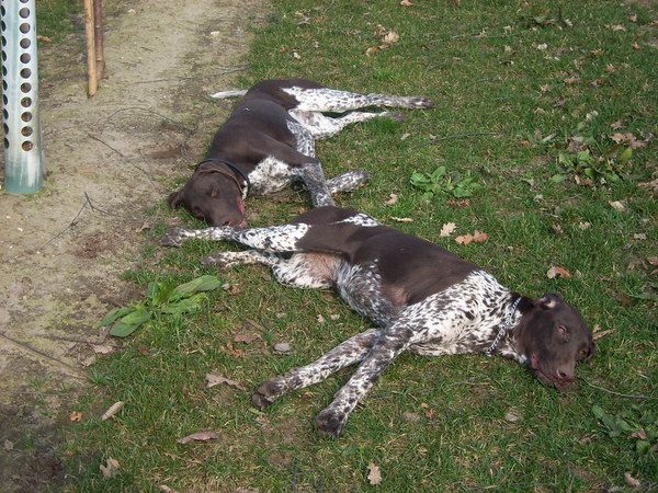 daniya en django samen luieren