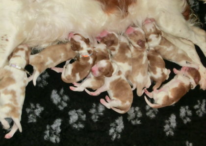 Of The New Born Beauty's