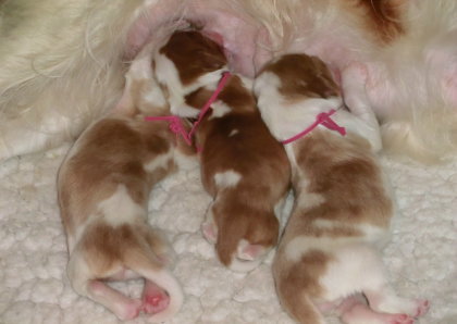 Of The New Born Beauty's