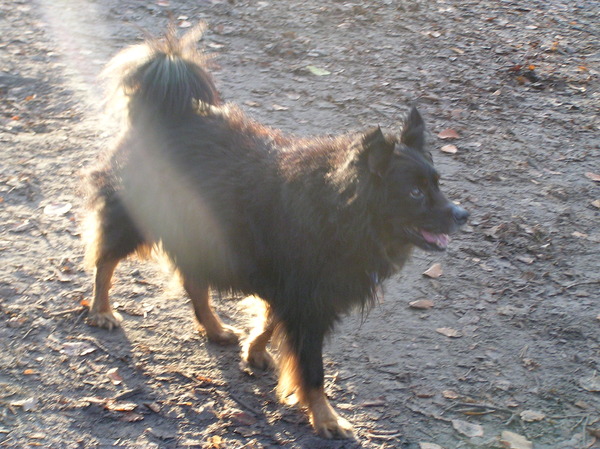 Laatste herfst van Mickey