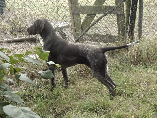 chanti die voorstaat