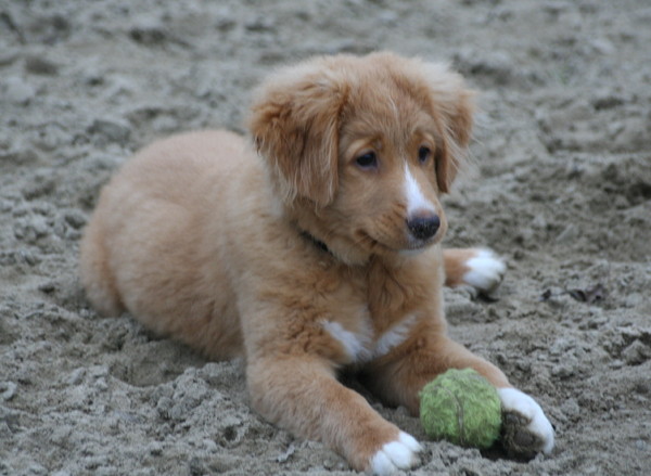 Nova Scotia Duck Tolling Retriever