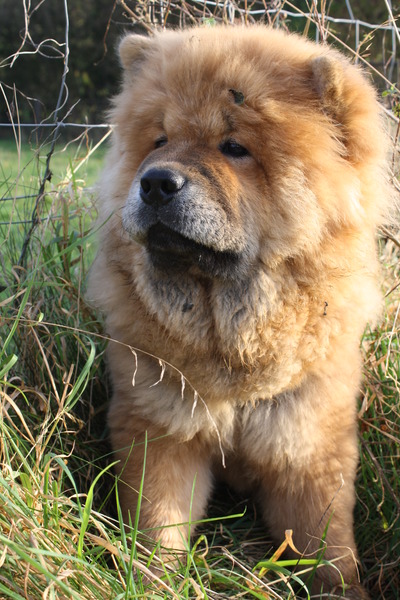 Chow chow