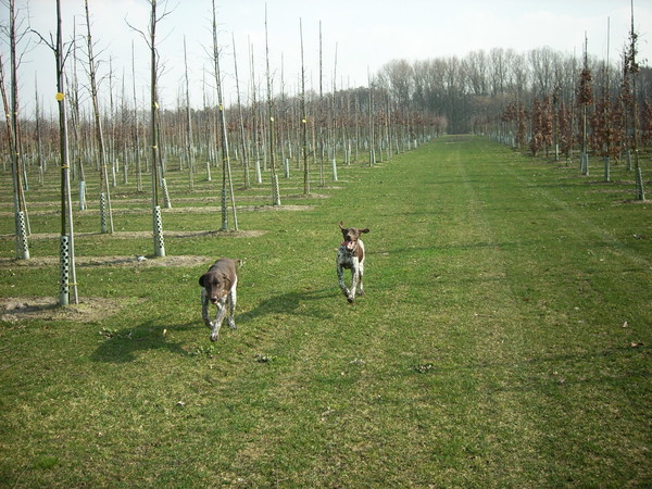 daniya en django sprintje trekken