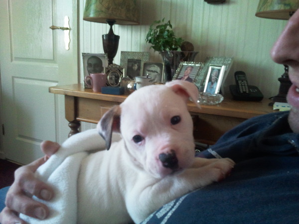 American Staffordshire Terrier