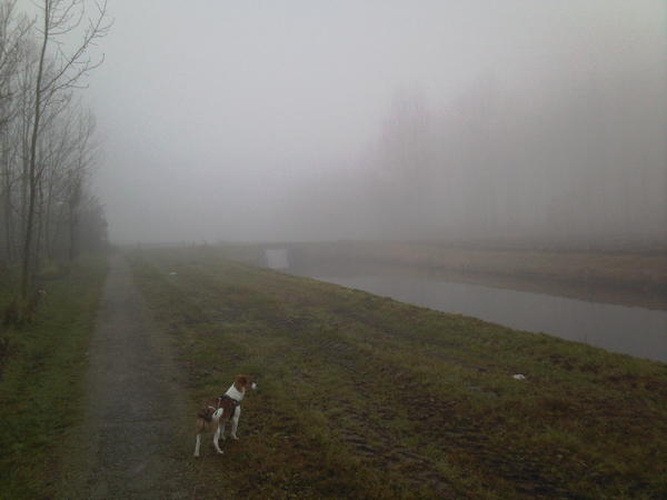 Yoshi in de mist