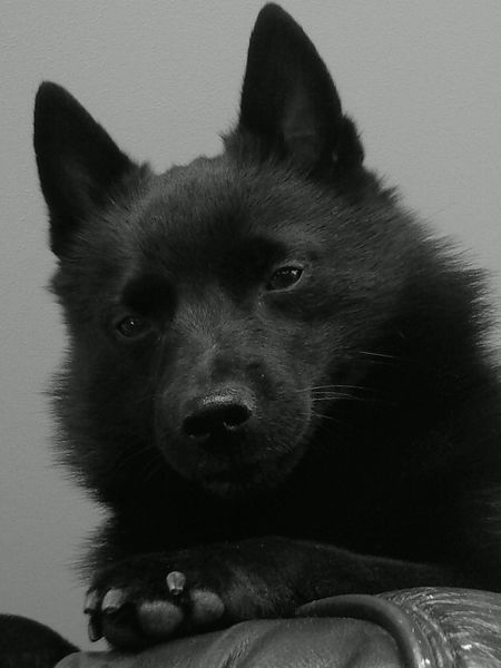 Schipperke