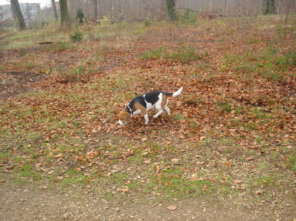 Mable tijdens een lange herfstwandeling