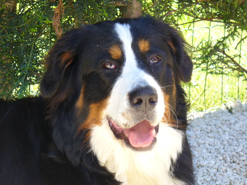 Berner Sennenhond