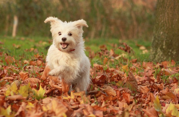 Indy tussen de bladeren